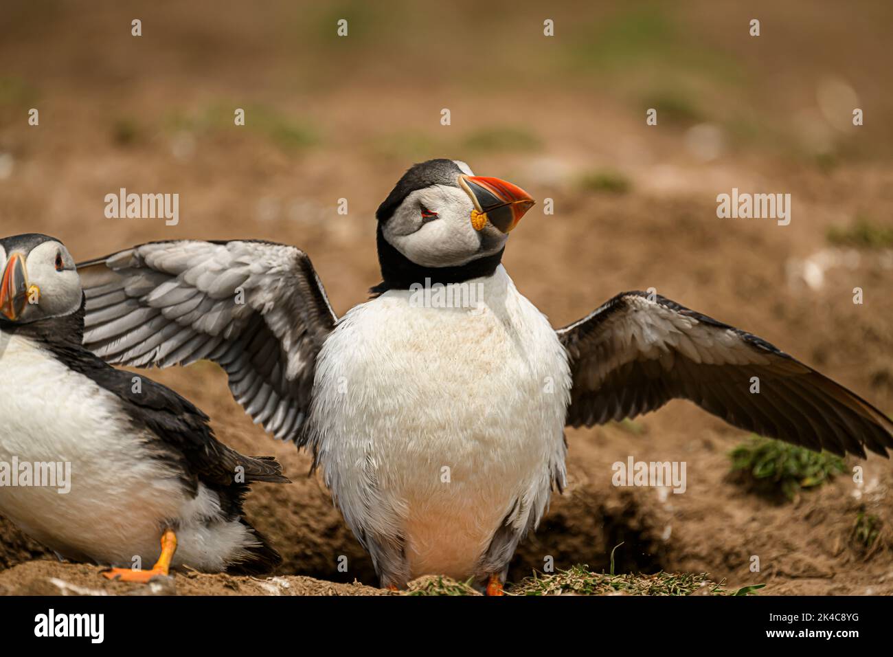 A closeup of two adorable Atlantic puffin birds with open wings standing on the ground Stock Photo