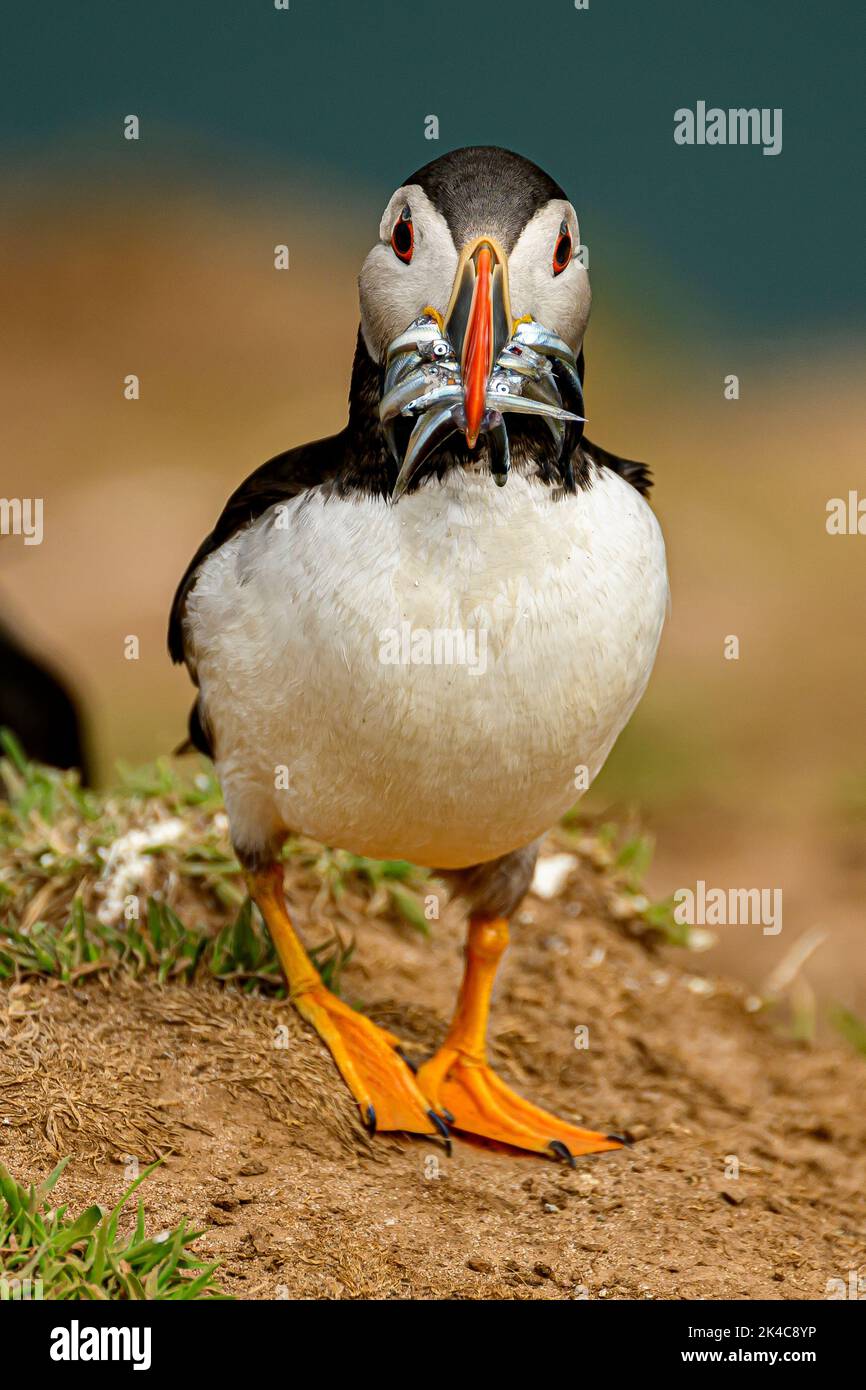A closeup of adorable Atlantic puffin bird staring at the camera with small fish in the beak Stock Photo
