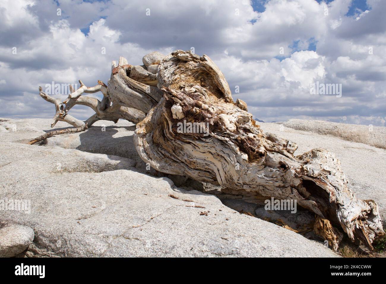 Sentinel pine hi-res stock photography and images - Alamy