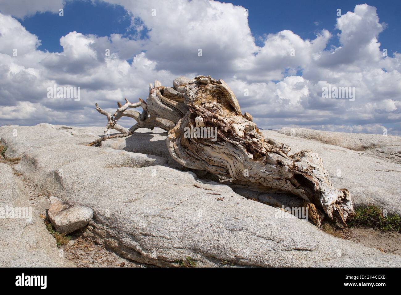 A closeup of a Jeffery pine tree growing out of the peak of the ...