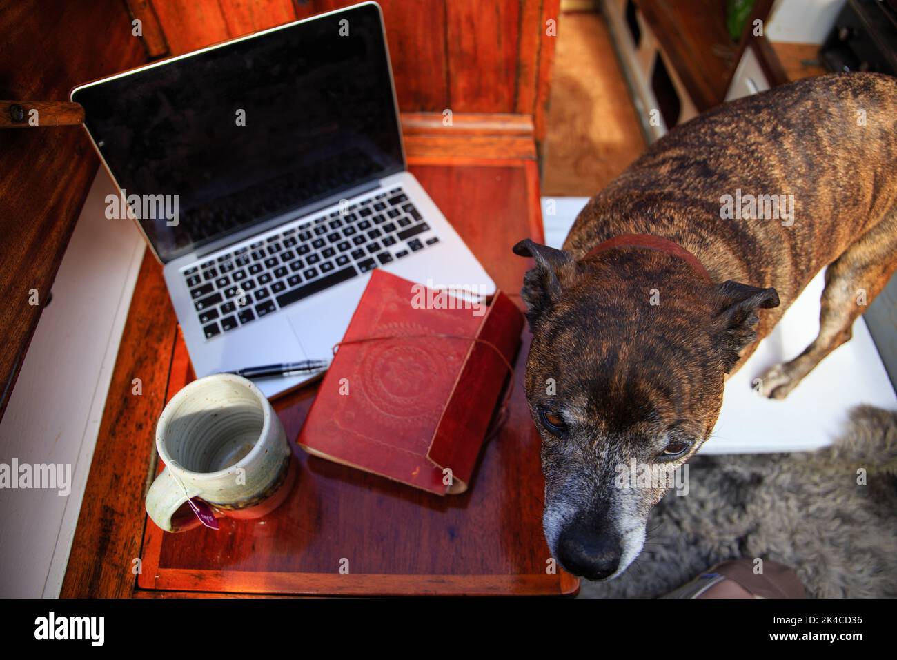 A dog near a leather notebook on an open laptop computer with a cup of