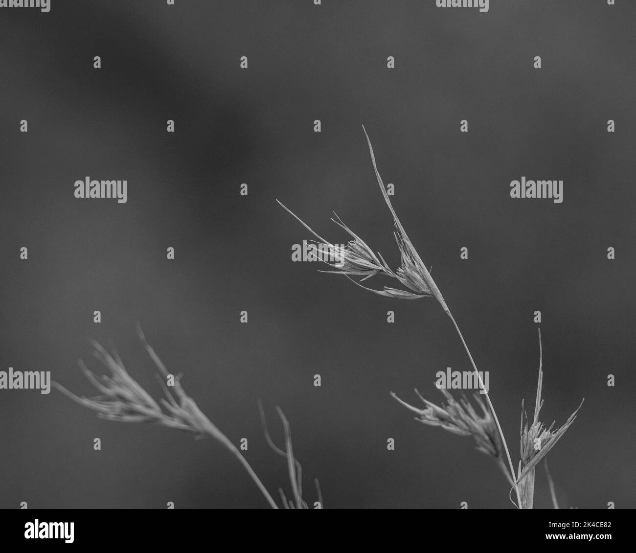 Beautiful meadow grass in Black and White Stock Photos & Images - Alamy