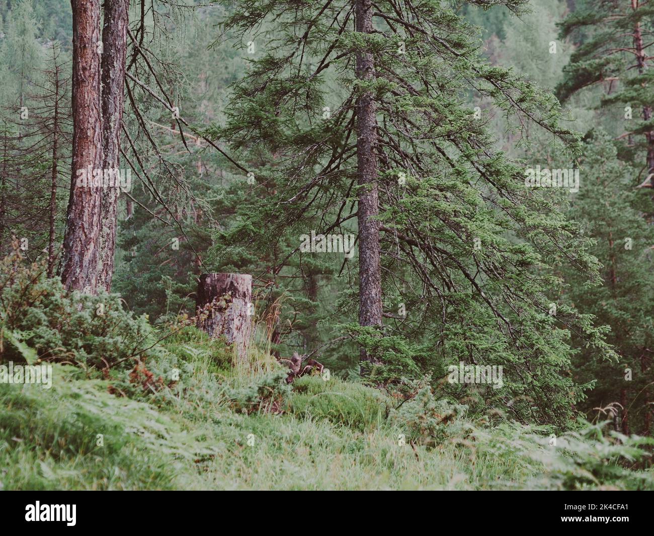 A natural view of pine trees in a forest on a foggy day Stock Photo - Alamy