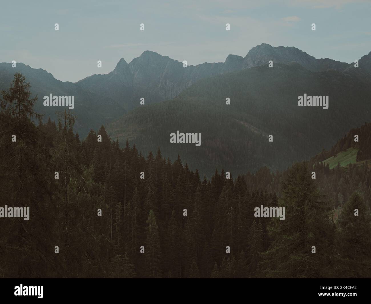 A natural view fir forest and mountain landscape on a foggy day Stock ...