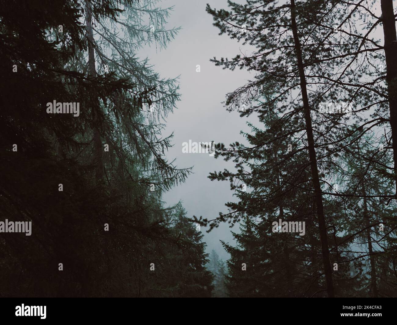 A natural view fir forest on a foggy day Stock Photo - Alamy