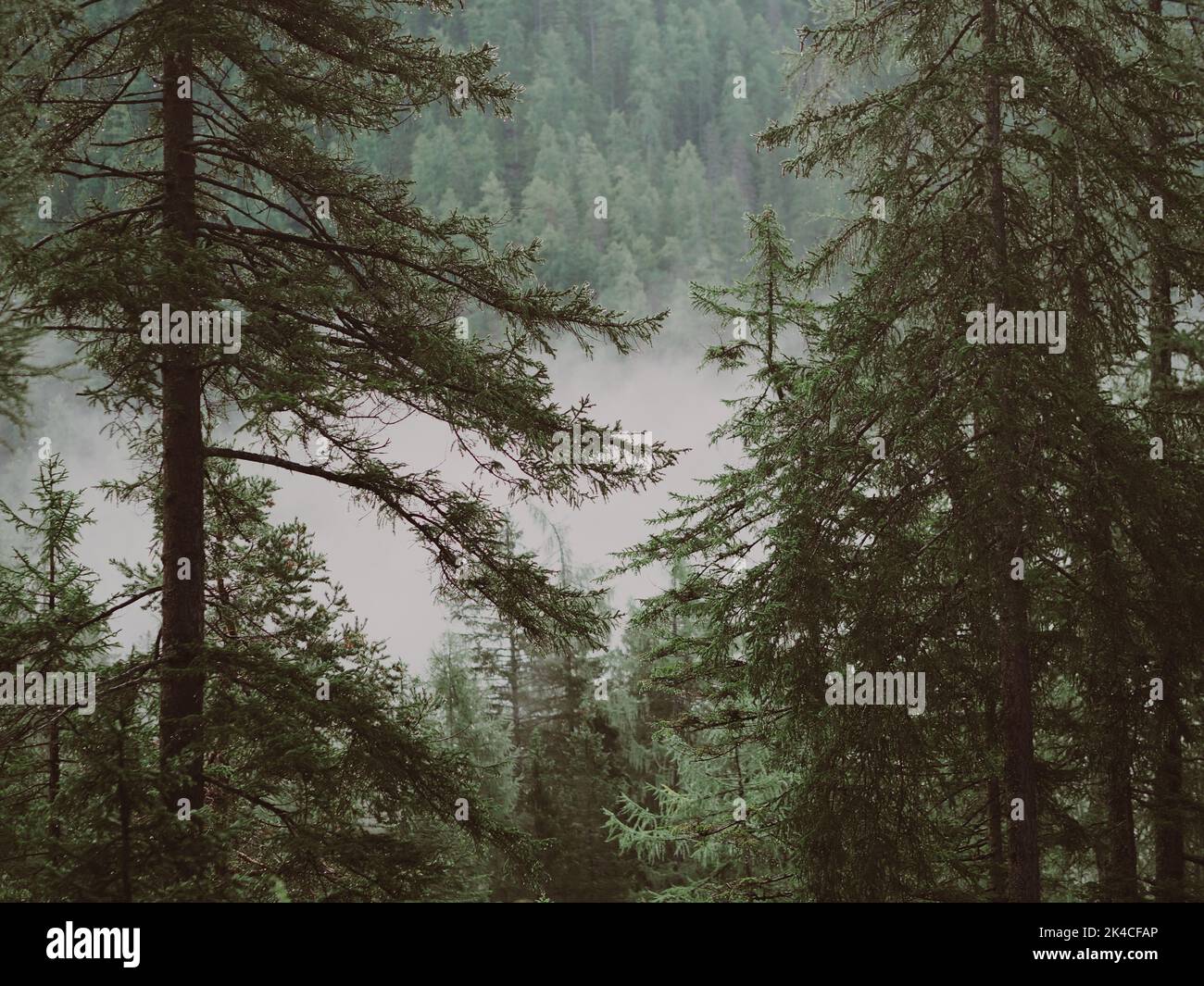 A natural view of pine trees in a forest on a foggy day Stock Photo - Alamy