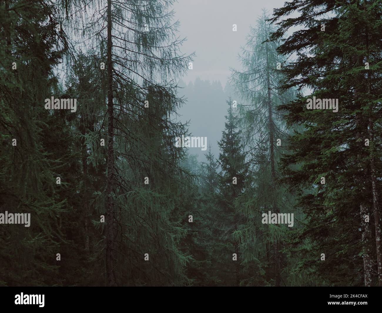 A natural view fir forest on a foggy day Stock Photo - Alamy