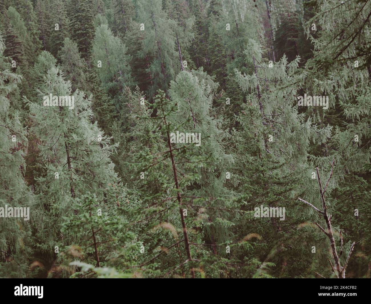 A natural view of pine trees in a forest on a foggy day Stock Photo - Alamy
