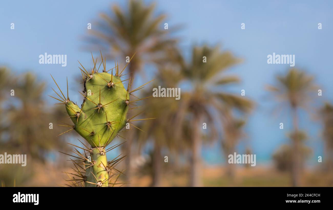 A closeup shot of cactus in sunny weather against a background of trees Stock Photo