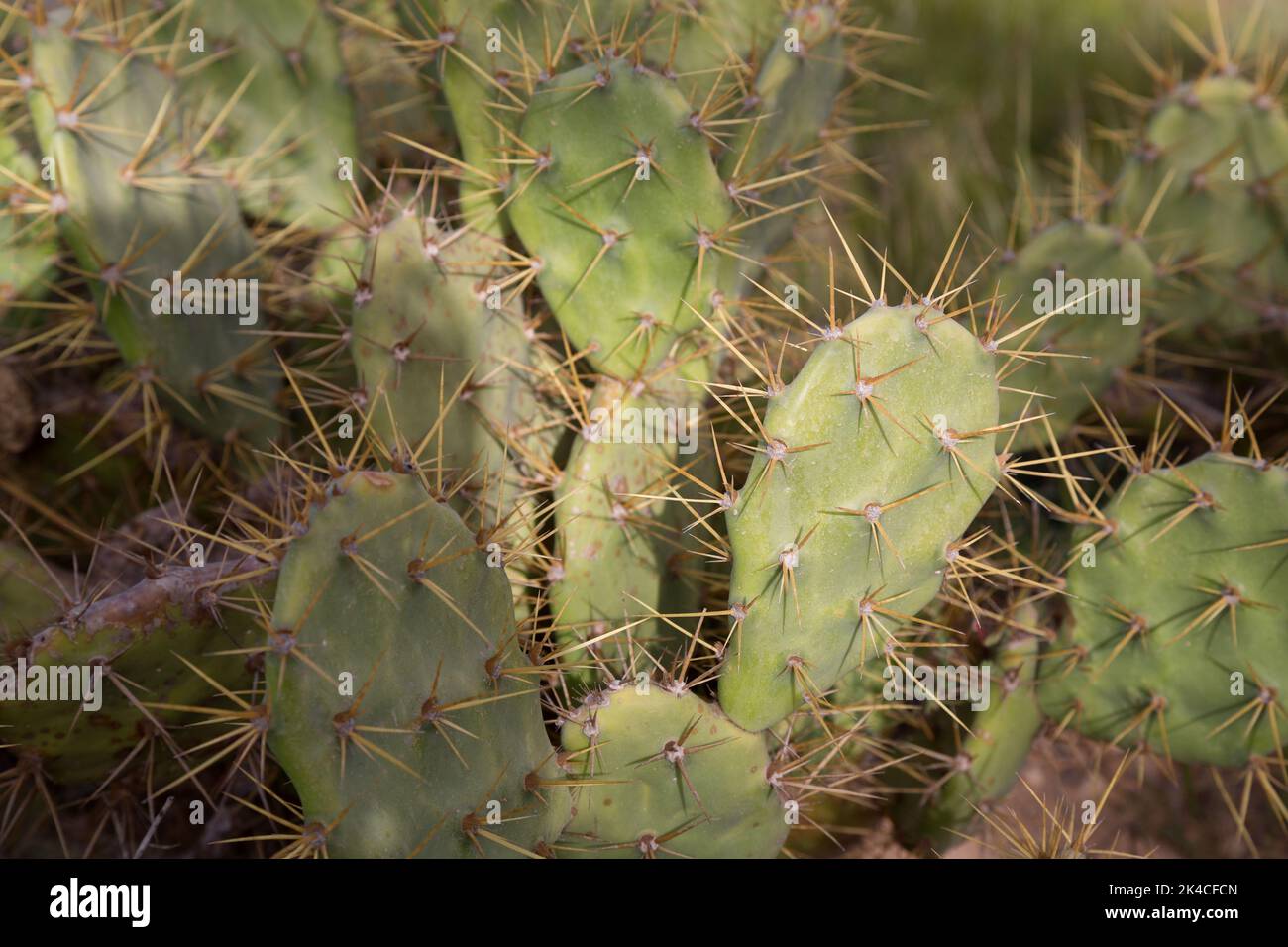 A closeup shot of cactuses Stock Photo