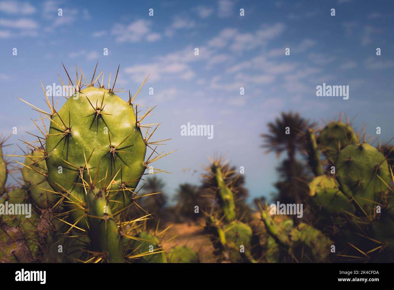 A closeup shot of cactuses in sunny weather Stock Photo