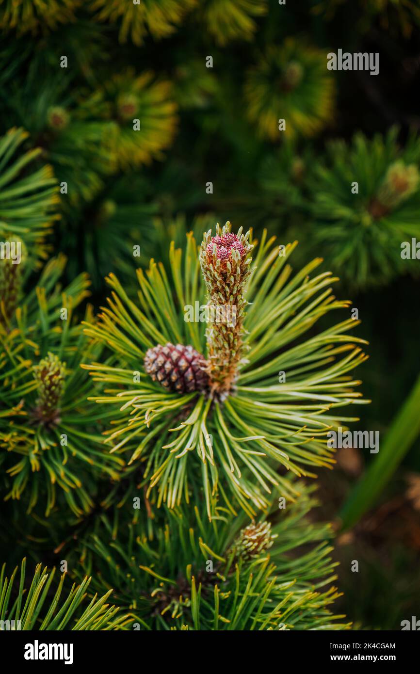 A vertical closeup shot of a pine branch Stock Photo - Alamy