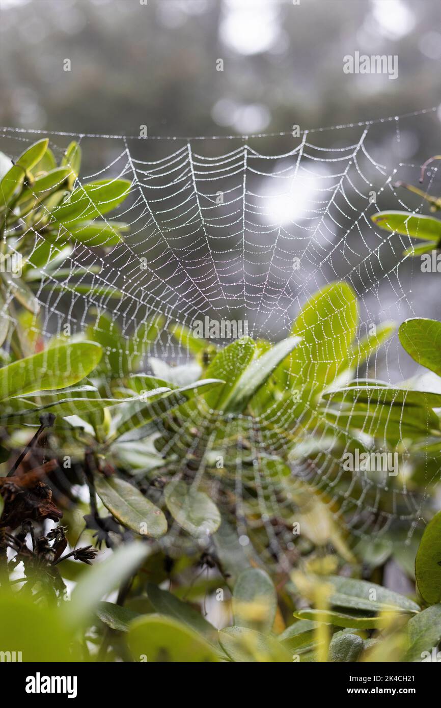 A spider web on a rhododendron bush. Stock Photo
