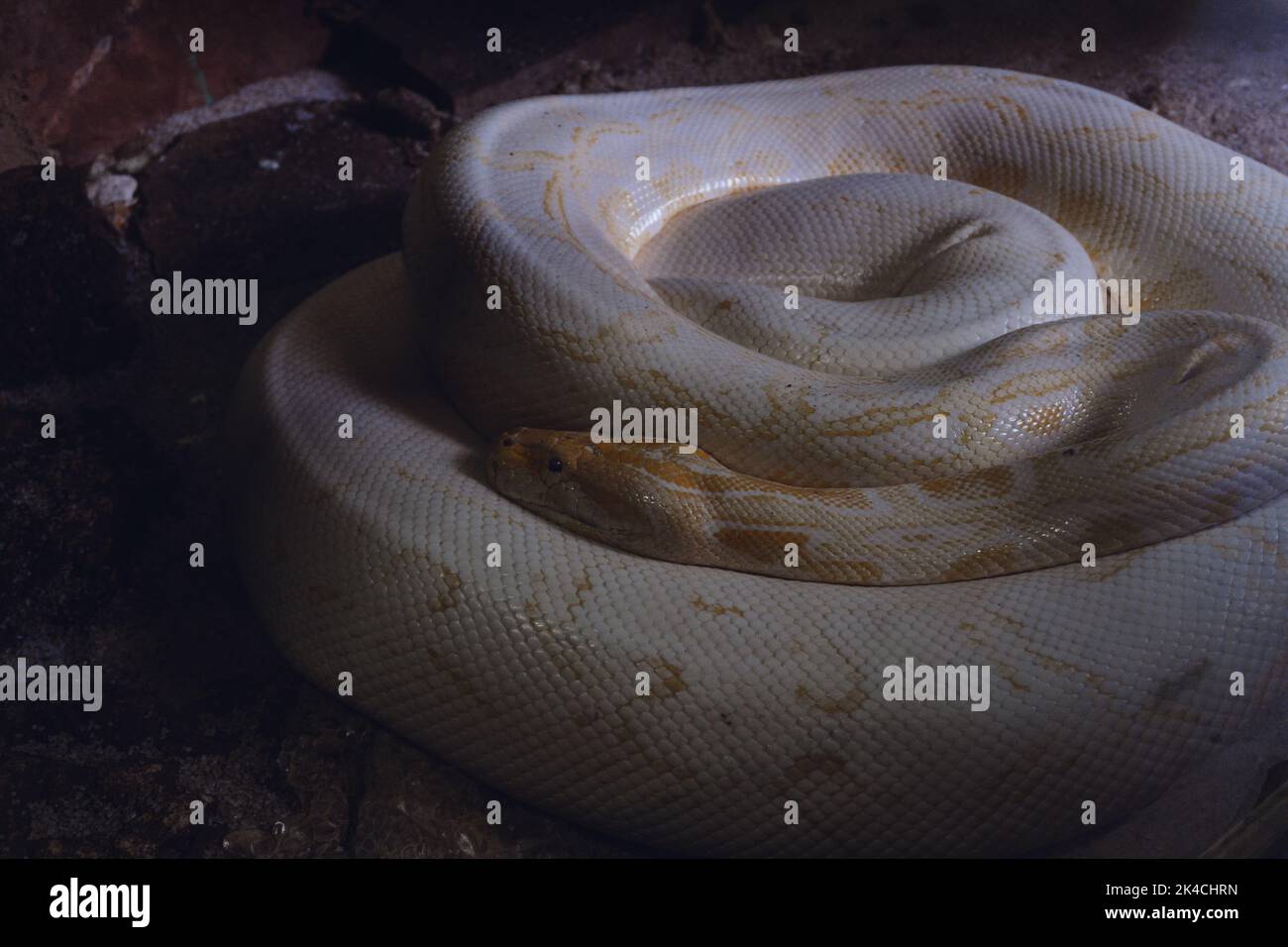 A closeup of a huge white python coiled up in the dark place with dark ...