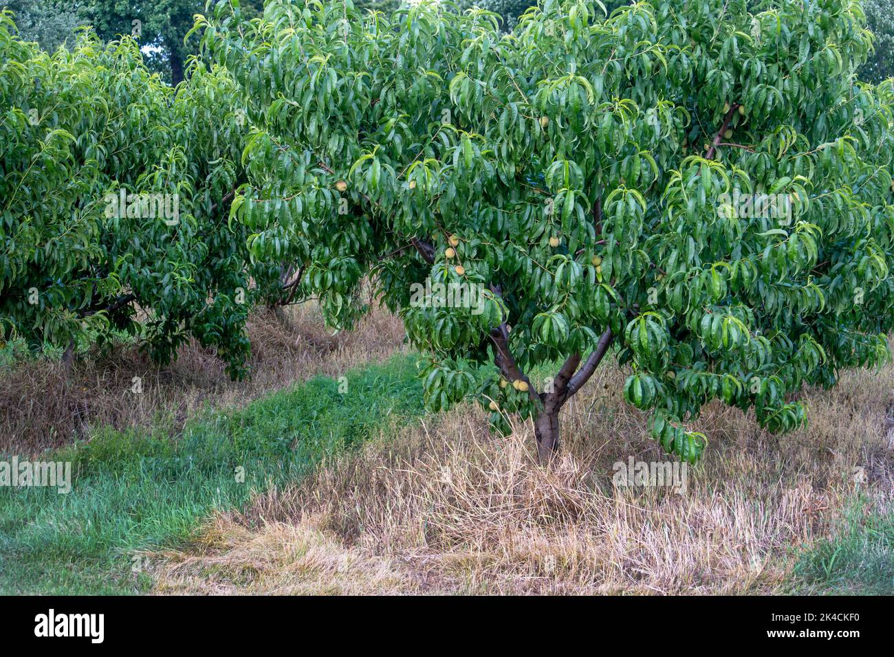 Peach trees covered in golden fruit, grow in a large orchard in Michigan USA Stock Photo Alamy
