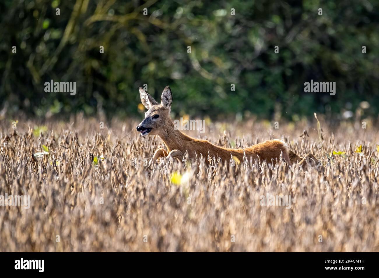 A large roe deer running on a rural brown field Stock Photo - Alamy