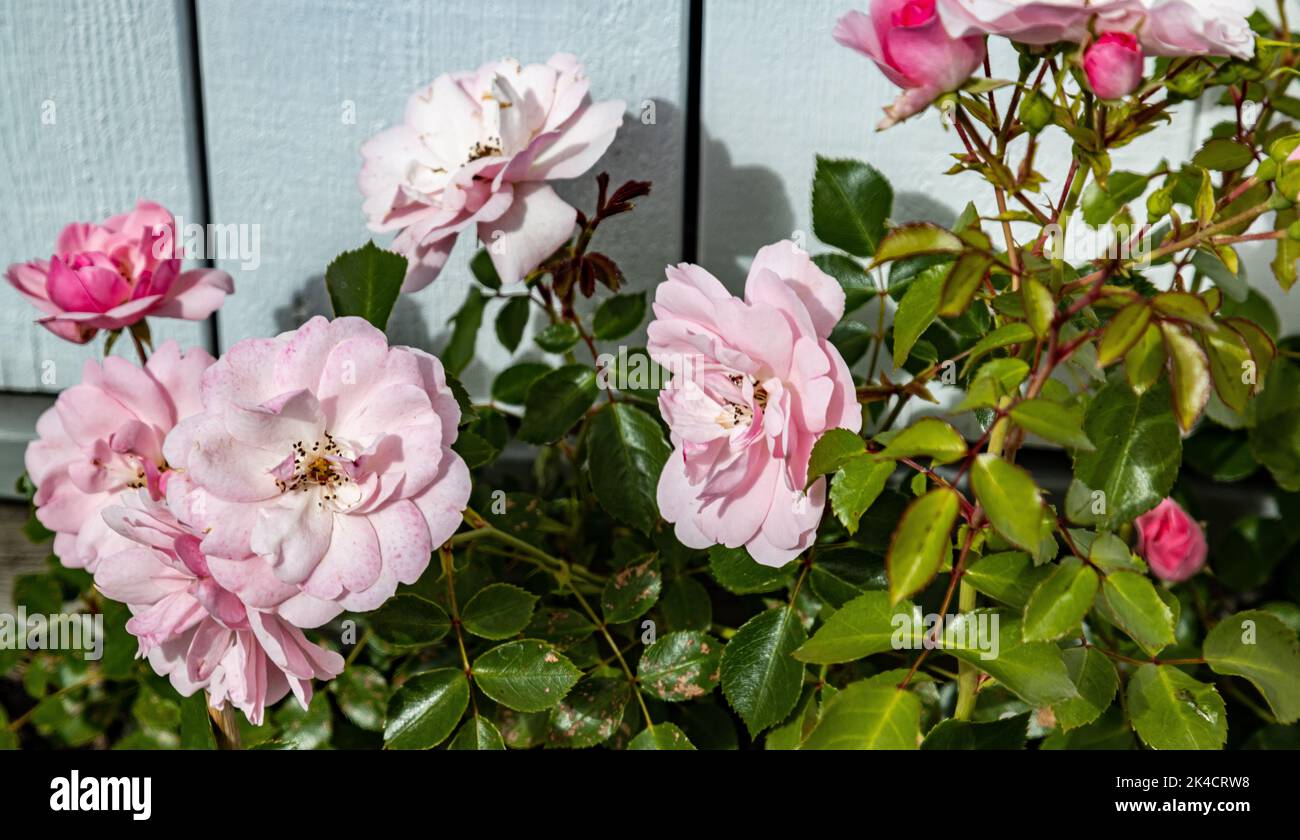 A closeup shot pf beautiful pink Bonica 82 flowers in a garden Stock Photo