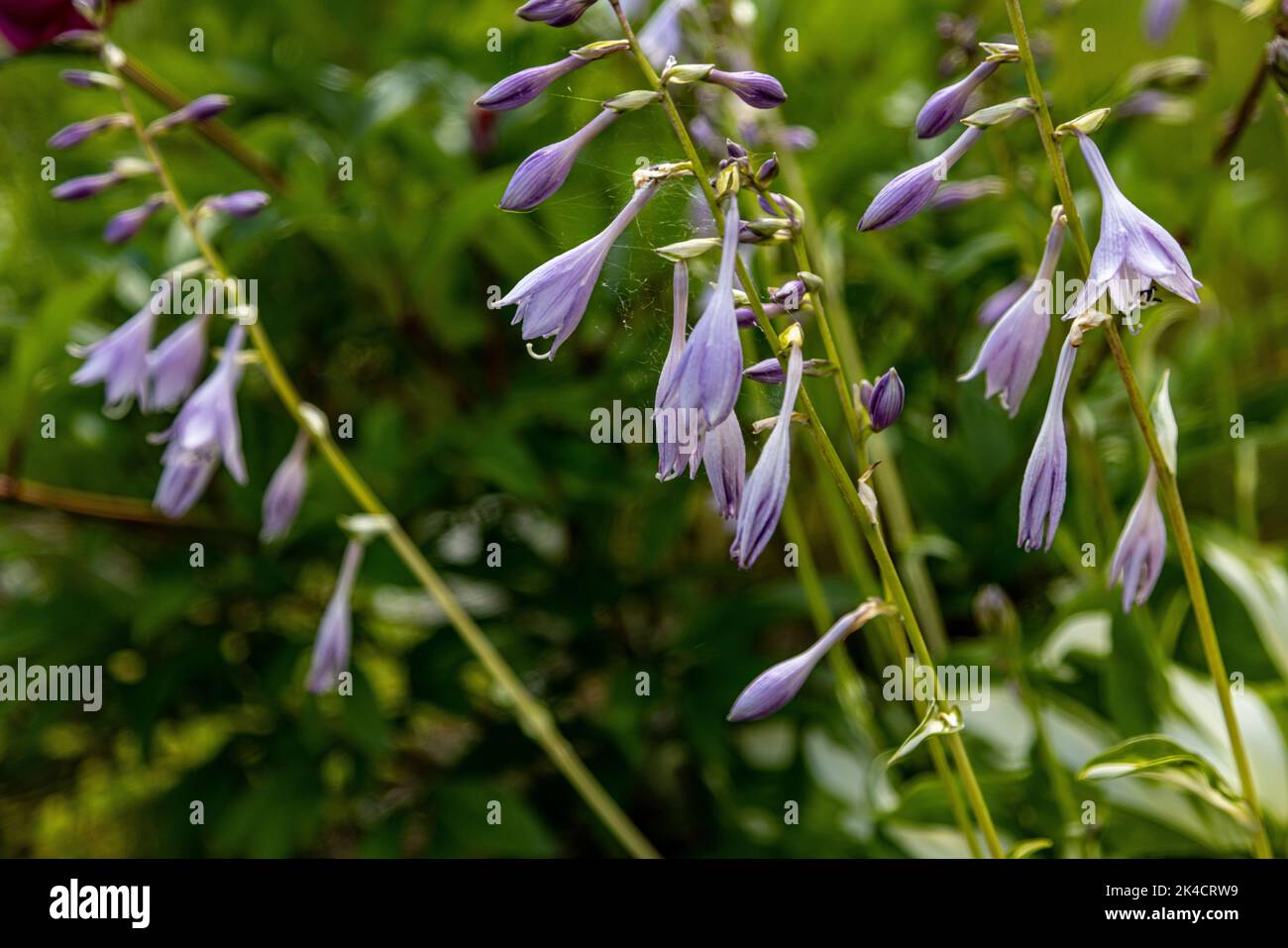 A closeup shot of a Hosta Ventricosa purple flower in a garden Stock Photo