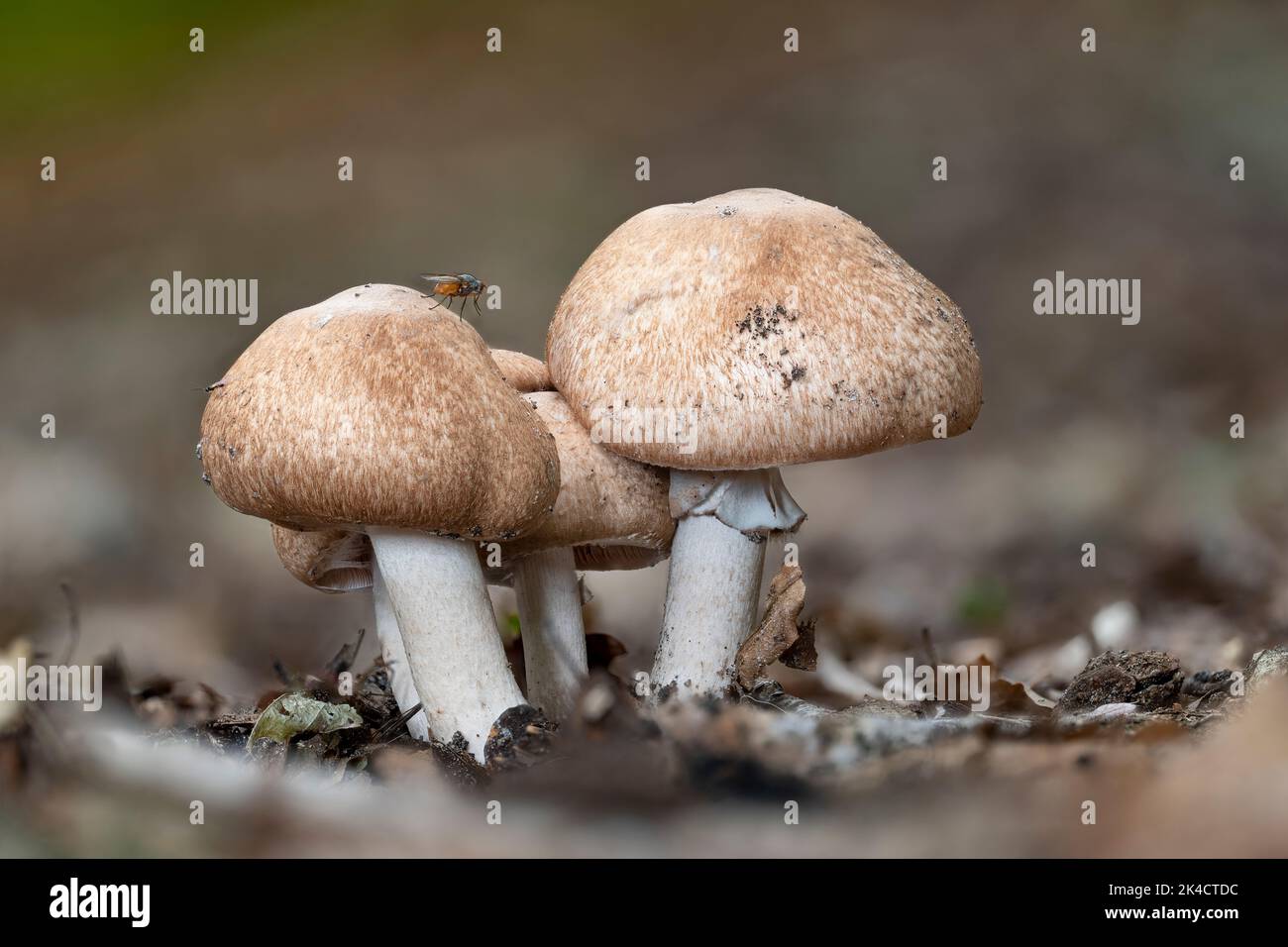 A group of scaly wood mushrooms (Agaricus silvaticus) in september Stock Photo