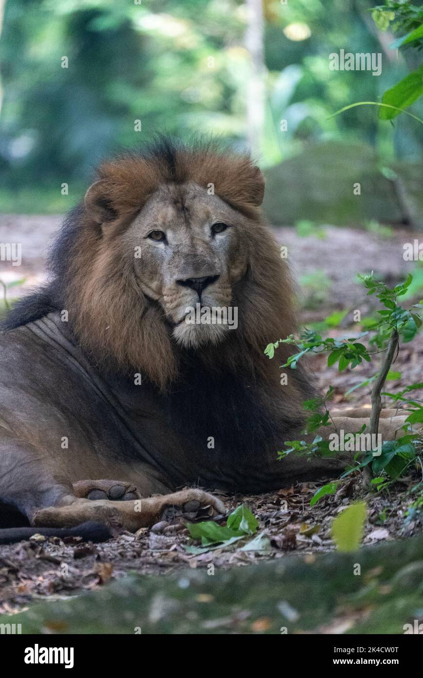 A lion in the Singapore zoo Stock Photo Alamy