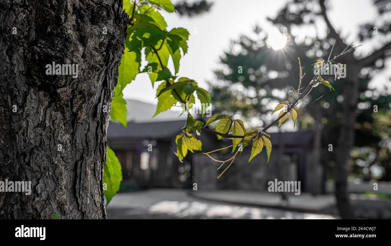 Selective color shot hi-res stock photography and images - Alamy