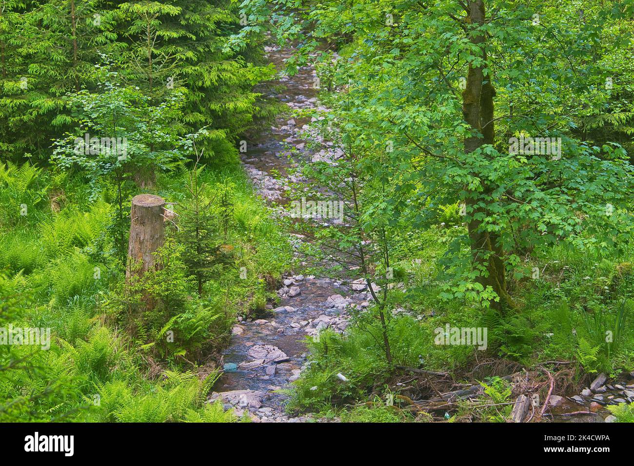 Tree creak hires stock photography and images Alamy