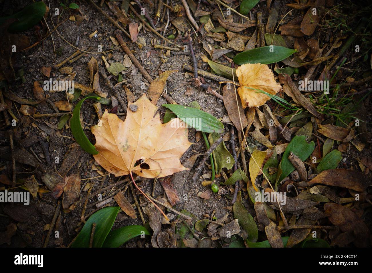A close-up shot of dry fallen leaves on the ground Stock Photo - Alamy