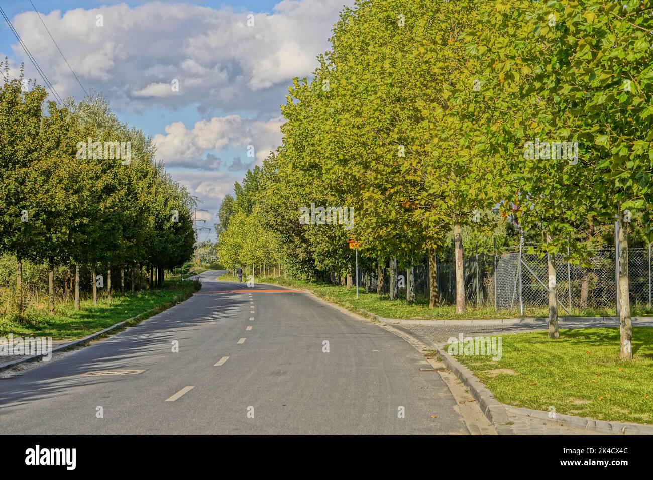 Stople Tree Way A street between trees in the daytime Stock Photo - Alamy