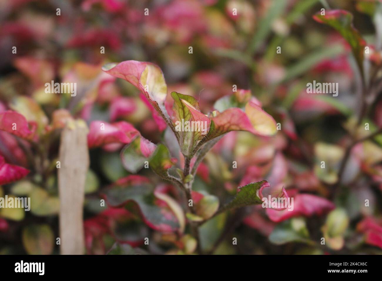 A closeup of Joseph's coat plants (Alternanthera) growing outdoors Stock Photo