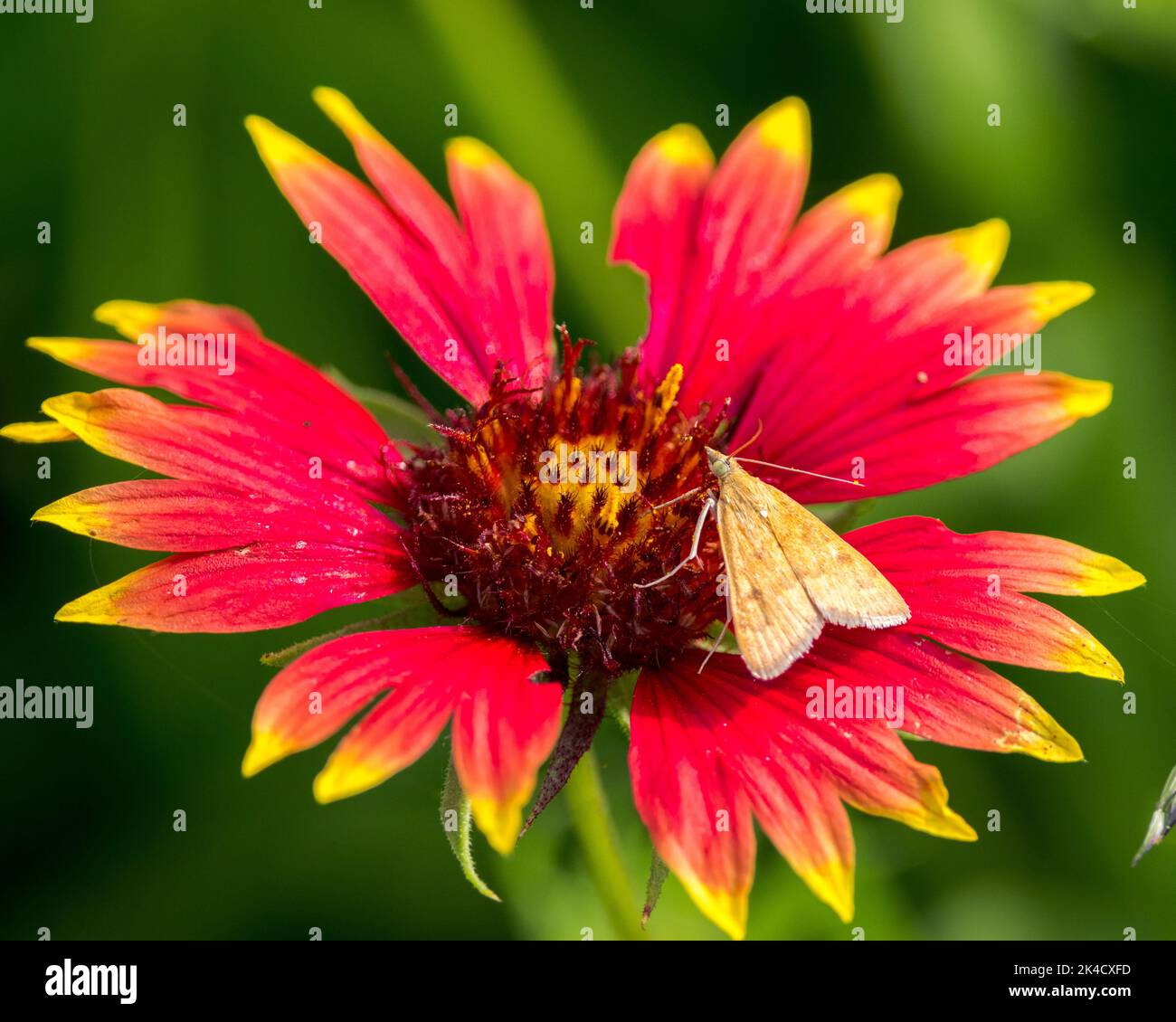 A closeup shot of a Loxostege sticticalis on the blanket flowers on a sunny day Stock Photo