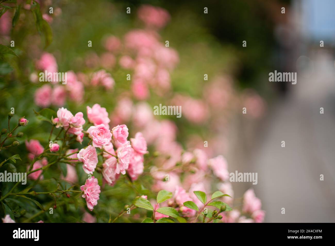 A closeup shot of beautiful pink roses in a garden Stock Photo - Alamy