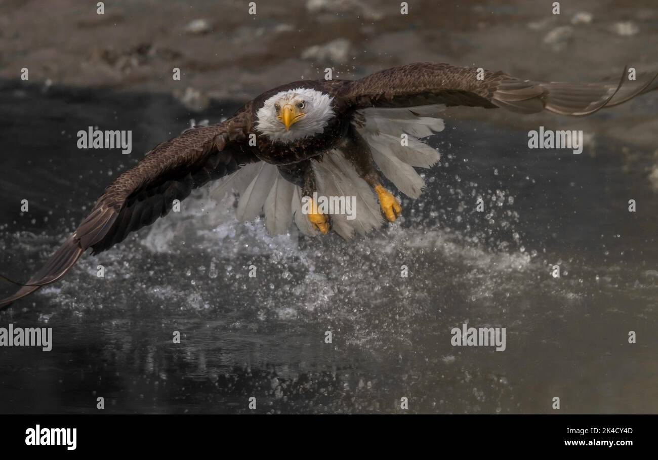 White headed eagle hi-res stock photography and images - Alamy