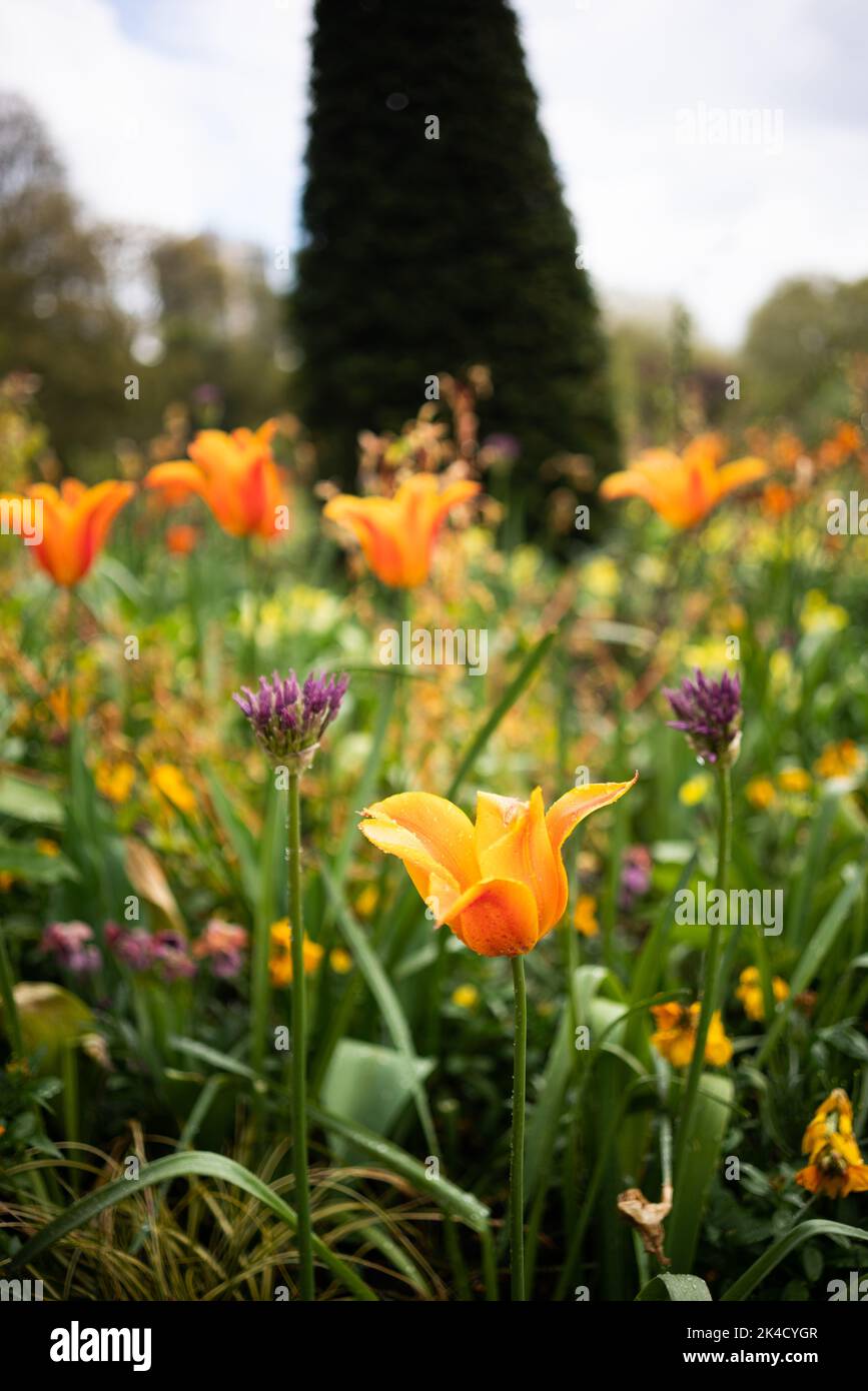 Vertical shot beautiful spring hi-res stock photography and images - Alamy