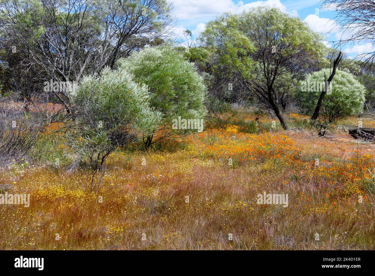 Australian bush during wildflower season, Victoria Plains, Western Australia Stock Photo