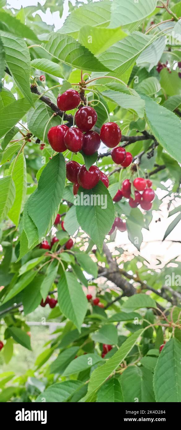 A vertical shot of cherries grown on a tree branch surrounded by leaves ...
