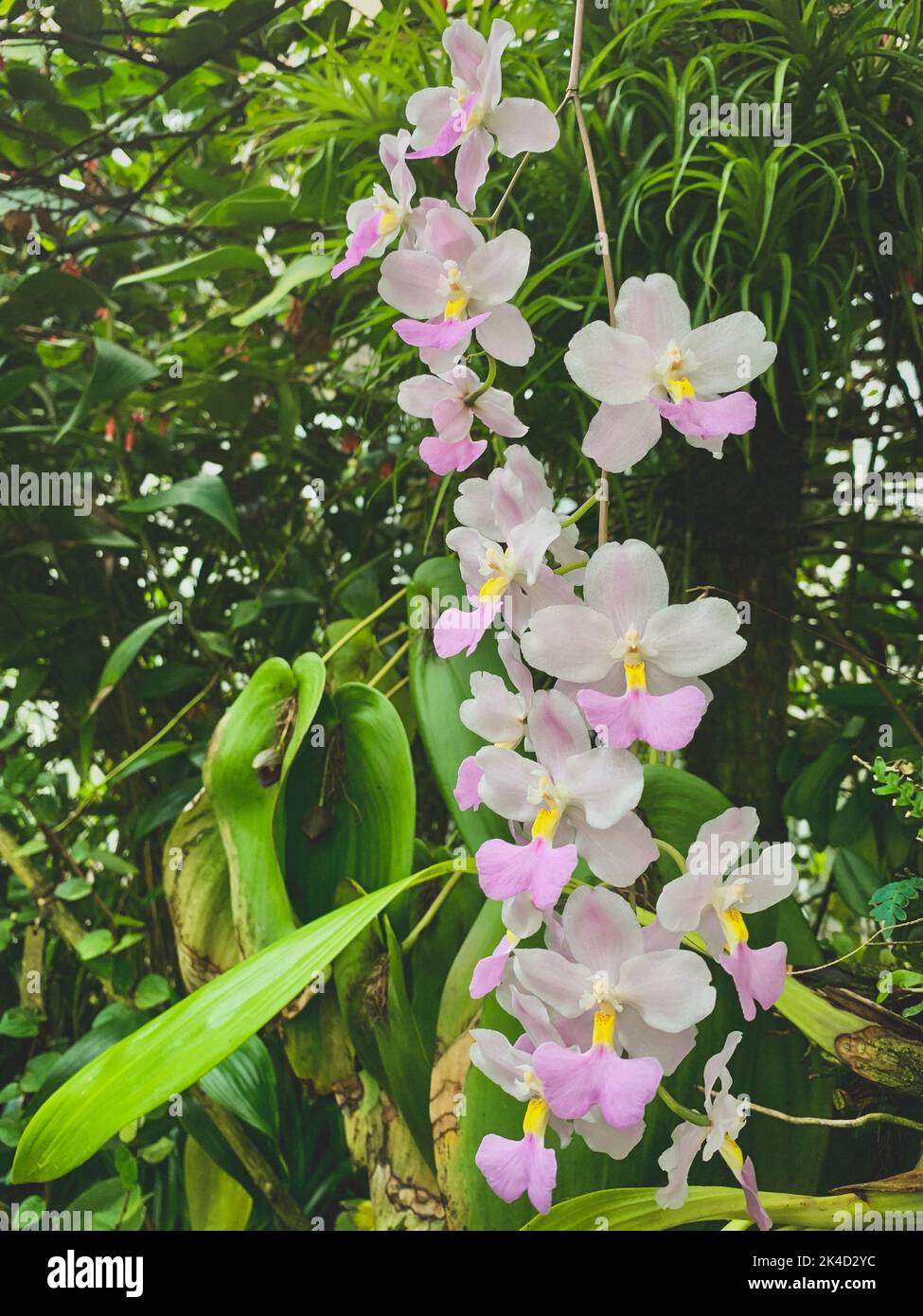 A vertical shot of beautiful Cuitlauzina Pendula flowers Stock Photo