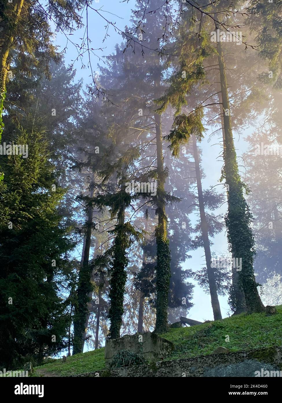 A vertical of a foggy forest with green vegetation Stock Photo - Alamy