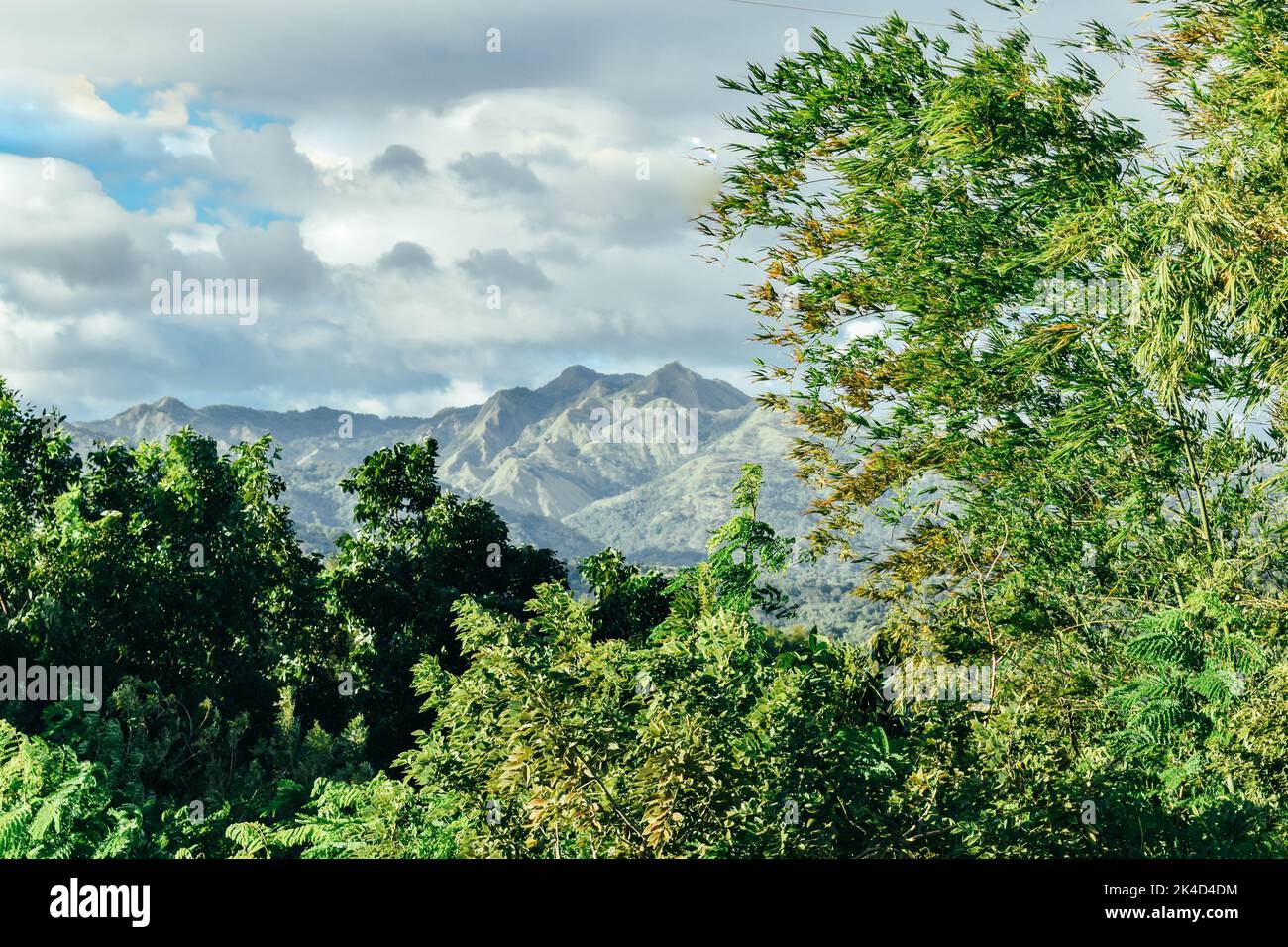 The trees in the forest with mountains in the background Stock Photo ...