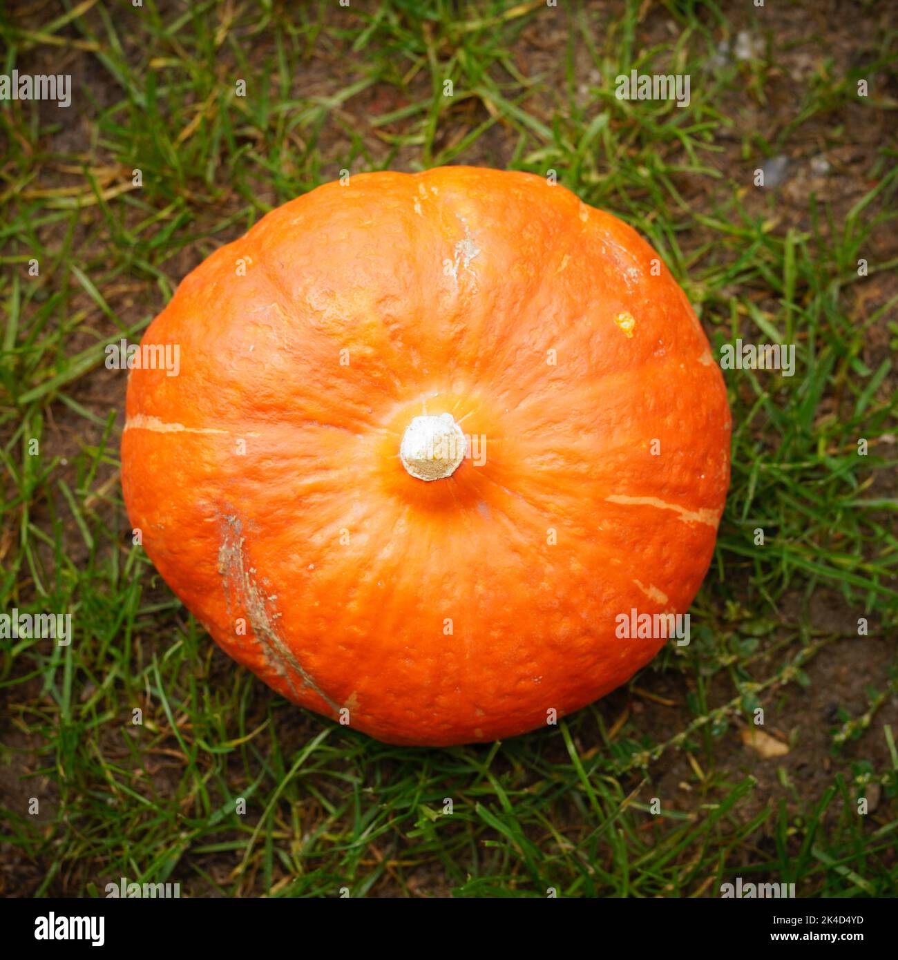 A whole fresh orange-colored pumpkin laying on green grass in the ...