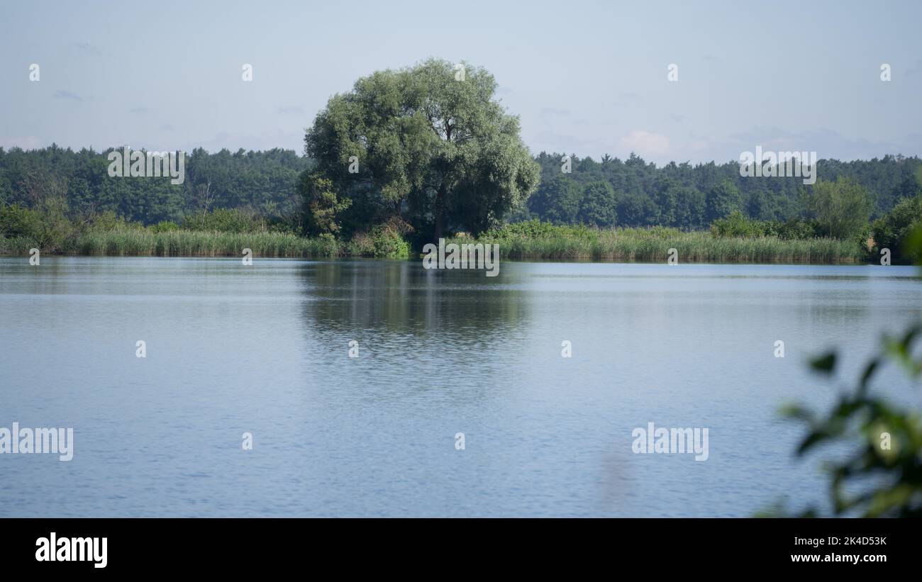 a-big-tree-growing-in-the-middle-of-lakes-in-forstwiesen-bavaria