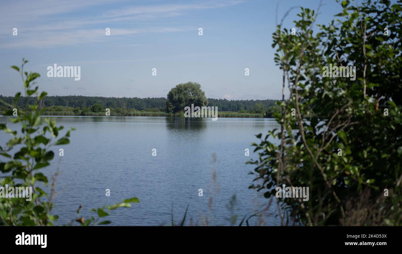 a-big-tree-growing-in-the-middle-of-lakes-in-forstwiesen-bavaria