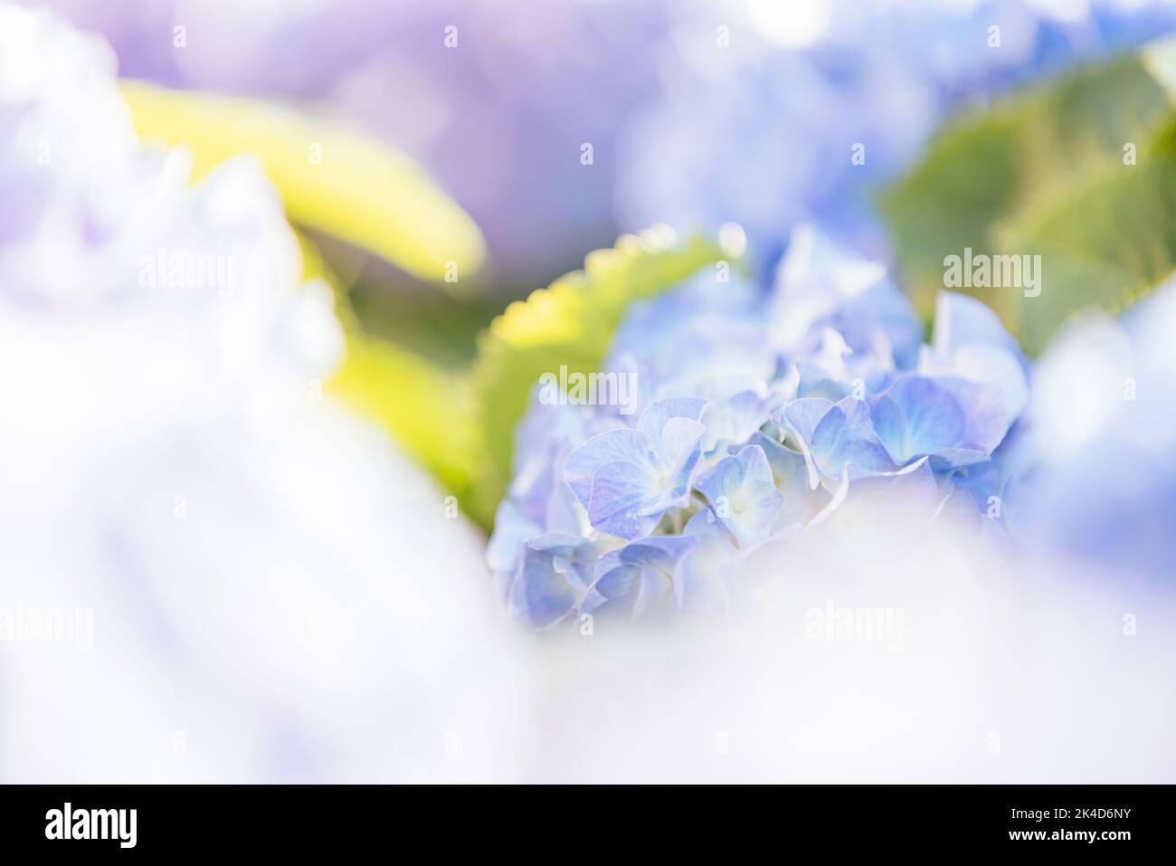 Hydrangea flower in close up with sunlight Stock Photo - Alamy