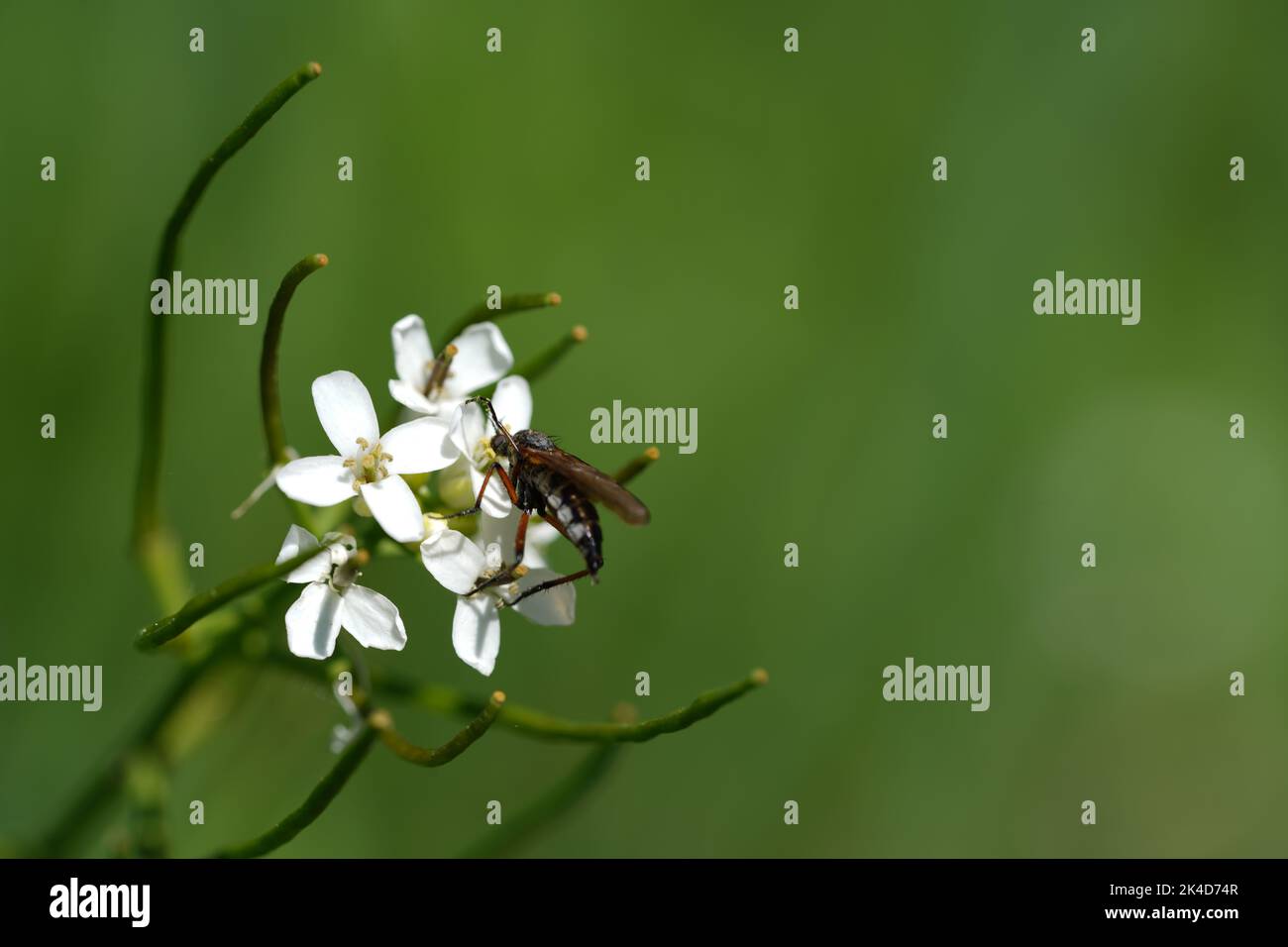 A macro shot of an insect on a Cardamine flexuosa flower shrub on a blurred background Stock Photo