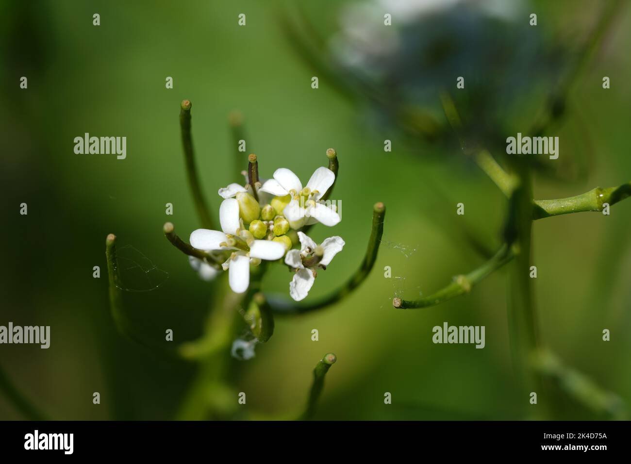 A macro shot of a Cardamine flexuosa flower shrub on a blurred background Stock Photo