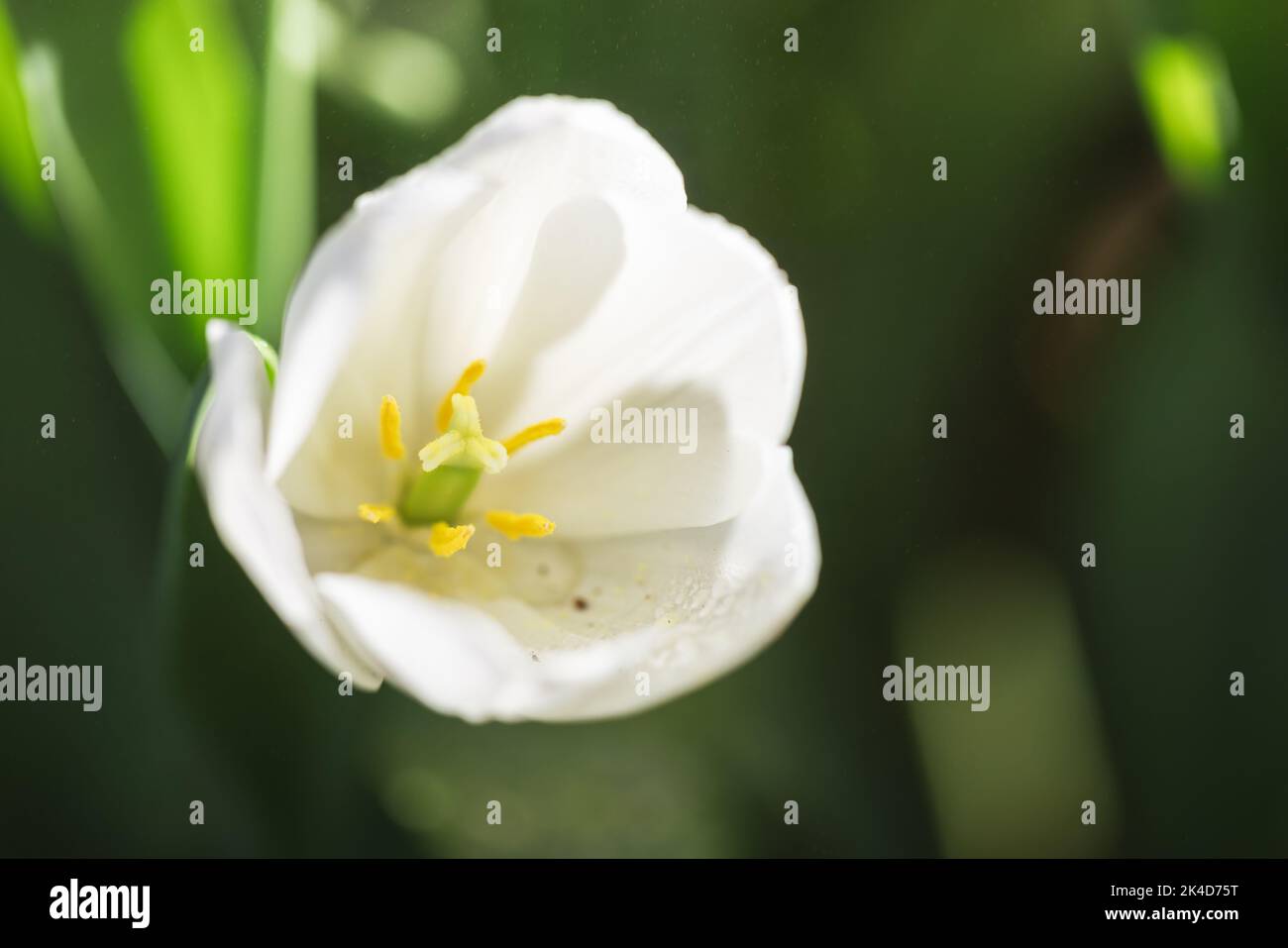 White Tulip flower in close up Stock Photo - Alamy