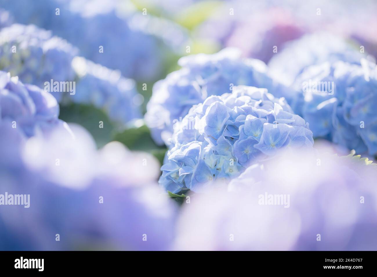 Hydrangea flower in close up with sunlight Stock Photo - Alamy