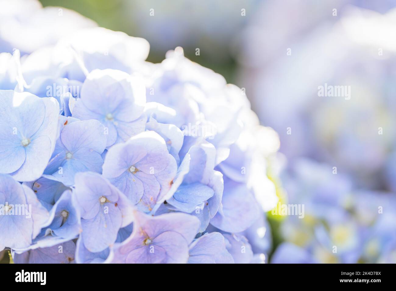 Hydrangea flower in close up with sunlight Stock Photo - Alamy