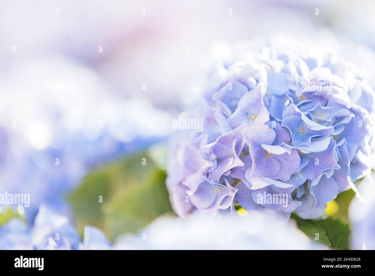 Hydrangea flower in close up with sunlight Stock Photo - Alamy