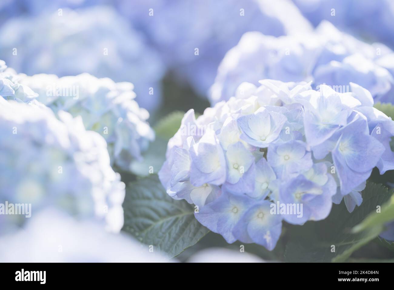 Hydrangea flower in close up with sunlight Stock Photo - Alamy