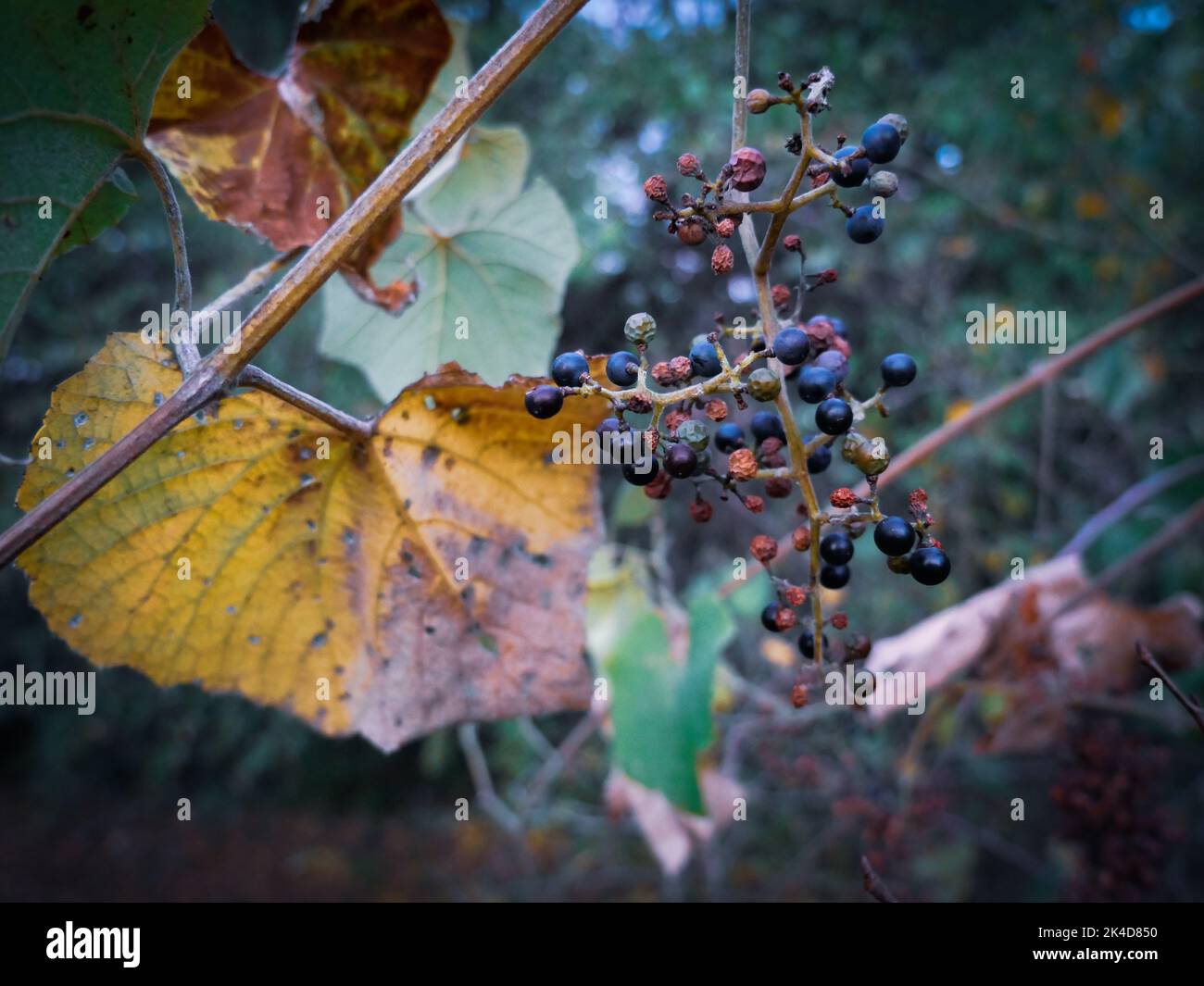 A closeup of blackcurrants (Ribes nigrum) growing next to a yellow leaf Stock Photo